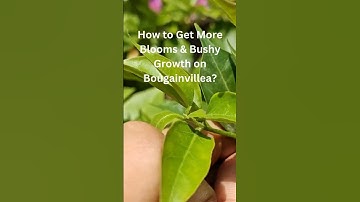 How to Get More Blooms & Bushy Growth on Bougainvillea #bougainvillea #bougainvilleafloweringtips