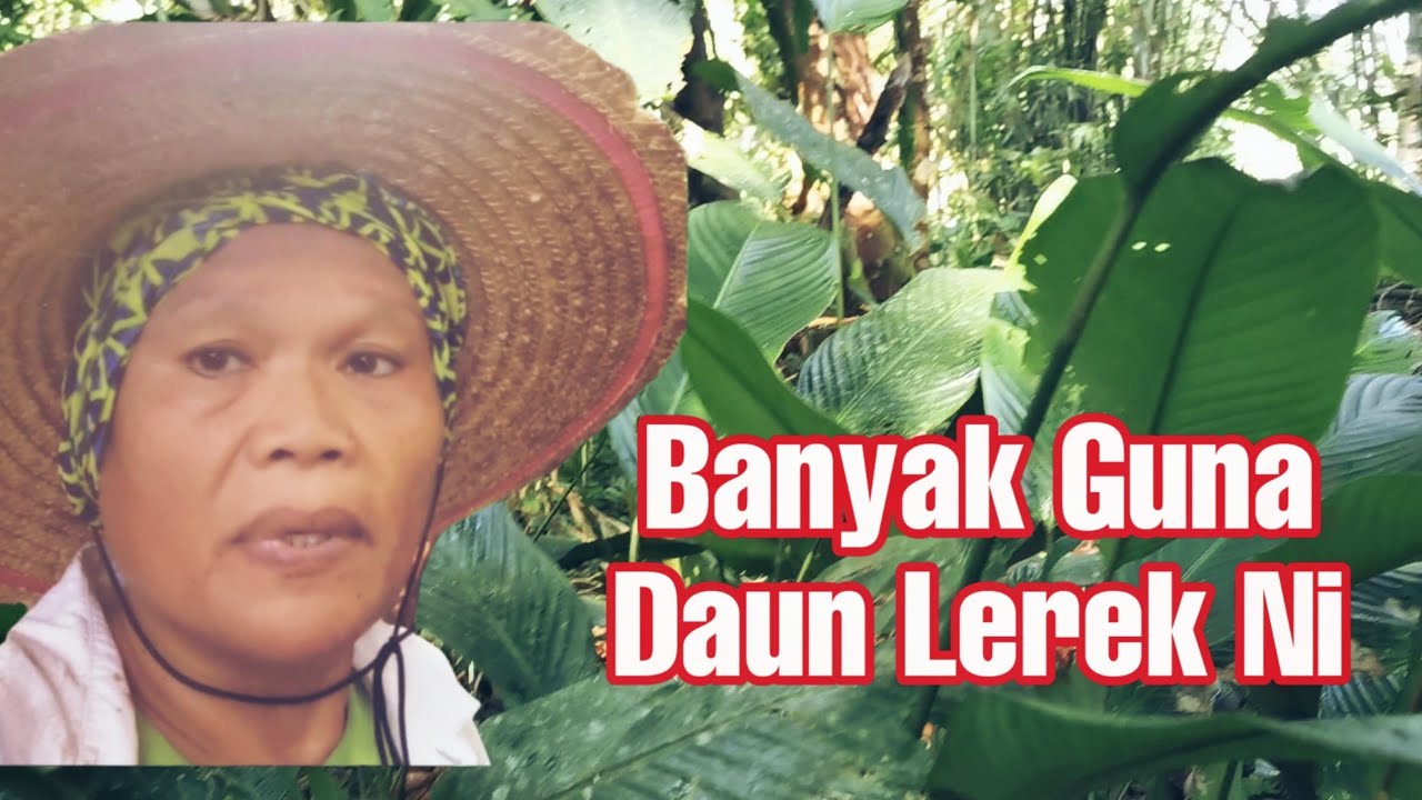 Banyak Tumbuh liar Daun Lerek/Lirik/Long/Nyirik @noyungletchannel4073 ...