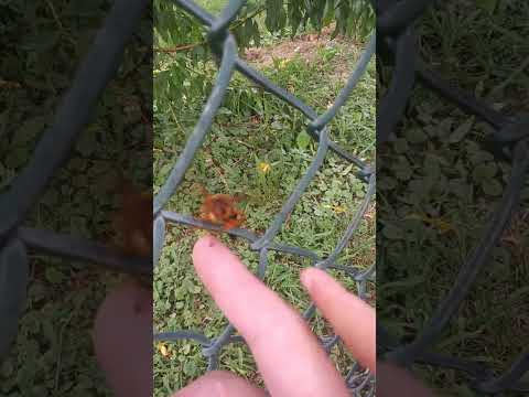 Video: Štípe sphecius speciosus?