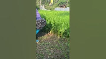 Nhổ mạ đi cấy thôi #shorts #caobằng #dongbac