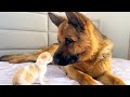 Tiny Kitten Loves German Shepherd