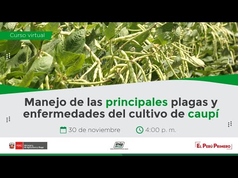 Video: Control de los insectos Curculio del caupí: Cómo reconocer los signos del Curculio del caupí