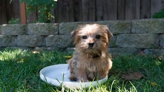 Cutest Norfolk Terrier puppy just chillin'