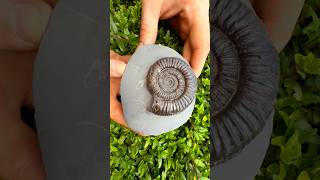 Here’s a stunning example of a Dactylioceras Sp. Ammonite Fossil that was found by a friend