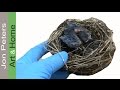 Bird Nest Repair Saves 3 Baby Cardinals