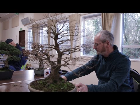 UK Bonsai Association Workshop With Peter Warren