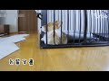 ちょっと長めのお留守番を観察してみた【コーギー】