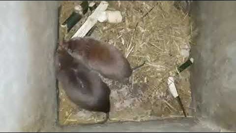 Hướng dẫn ghép đôi dúi sinh sản đạt 100%