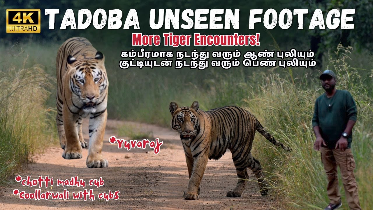 🔥🐅Tadoba Unseen Footage: More Tiger Encounters! @SimbaaVlogs