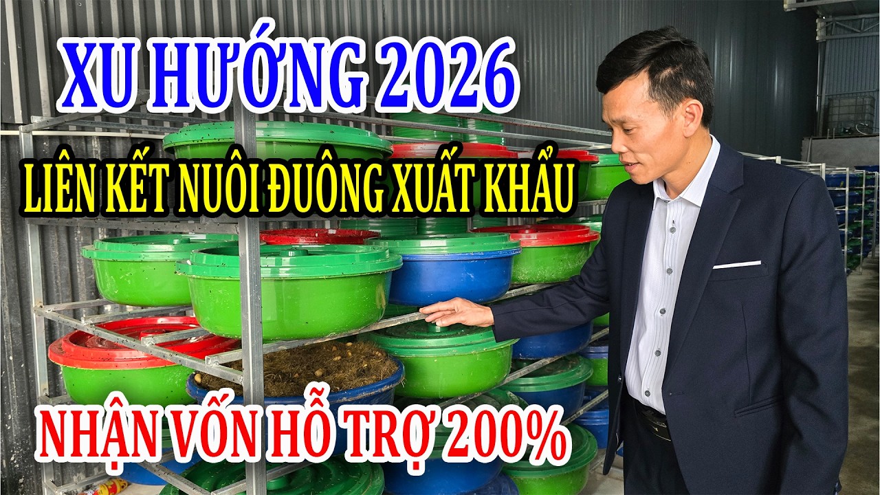 Liên Kết Nuôi Đuông Xuất Khẩu 2026: Được Trang Trại Hỗ Trợ Vốn 200% Chăn Nuôi Không Thu Hồi Vốn