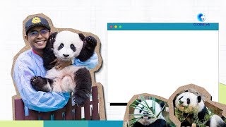GLOBALink | Panda family's "nanny daddy" in Malaysia