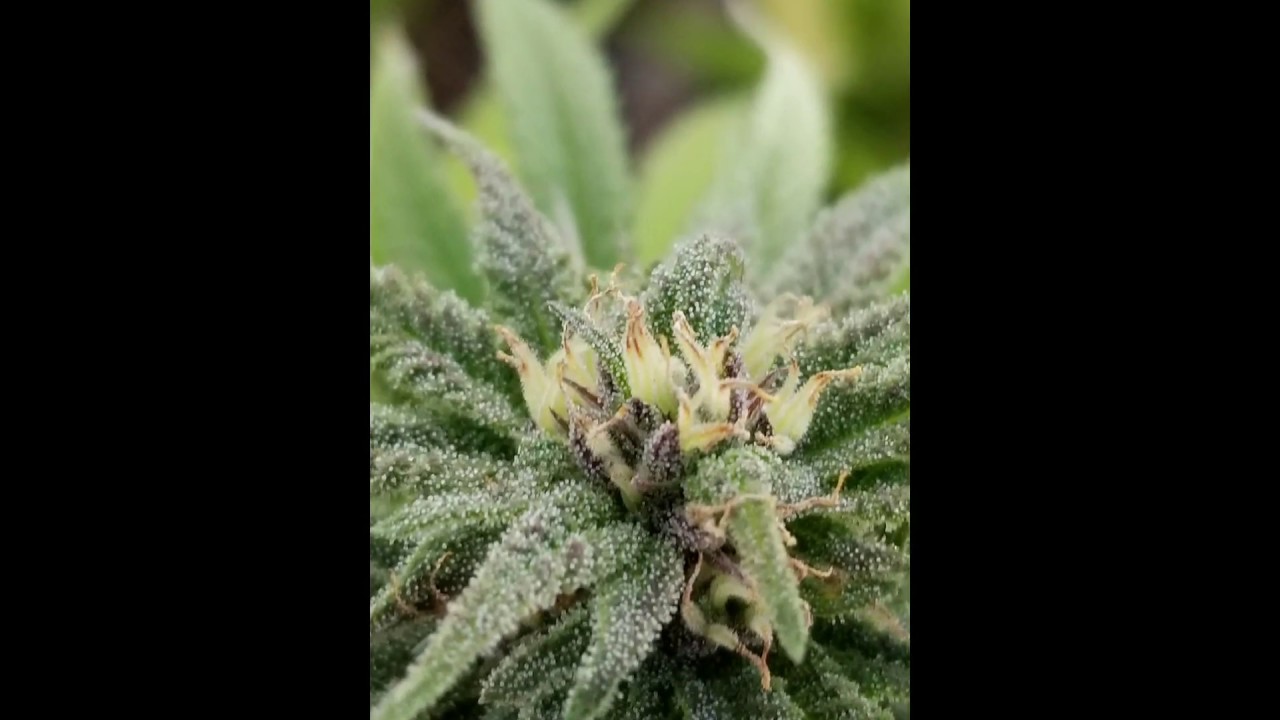 Santa Barbara Crop 2018 - Gelato, High Valley, Gogii, Purple Cactus, and Mr. Fullbody, 2018 Grow.