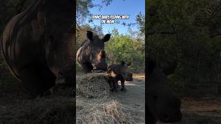 Rhino baby feeding with the mom 🦏
