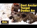 Yozgat Domuz Avı - Sizin Av Safariniz  Dost Avcılar - Yaban Tv - Wild boar Hunting Turkey