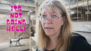 Meet Our New Baby Goat