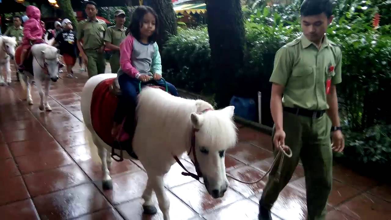 taman safari bogor kuda poni