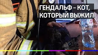 В Екатеринбурге спасатель сделал искусственное дыхание коту В Екатеринбурге спасатель сделал искусственное дыхание коту