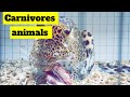 Carnivores animals #carnivoresanimalsnames #lion #fox #leopards #triviatime