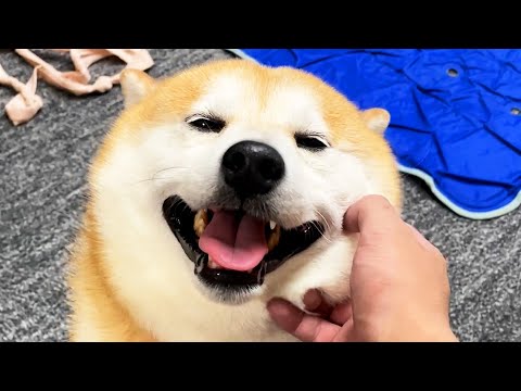ヘケヘケしながら30秒後の未来を読み最高のなでなでをプロデュースする柴犬