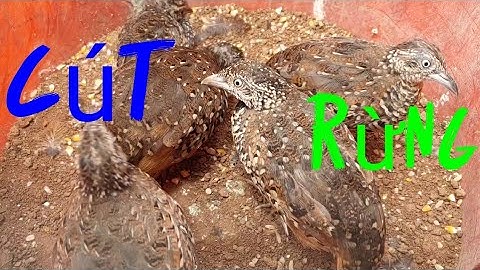 Bẫy Chim Cút Rừng Về Nuôi, 5 Chim Cút Quá Dễ thương