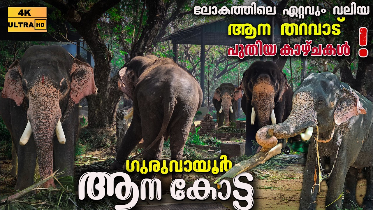 Punnathur Kott Elephant Camp | Guruvayoor Devasom Anakkotta | Elephant Kotta Thrissur|Kerala Tourism
