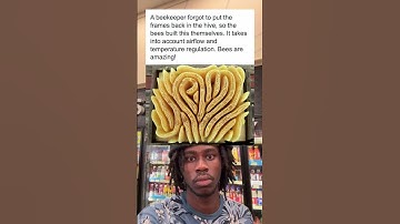 A beekeeper forgot to put the frames back in the hive, so the bees built