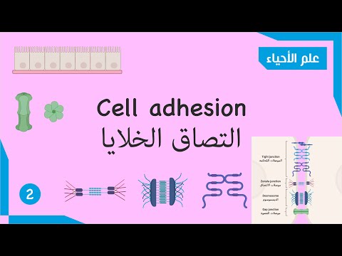 4   التصاق الخلايا  2
