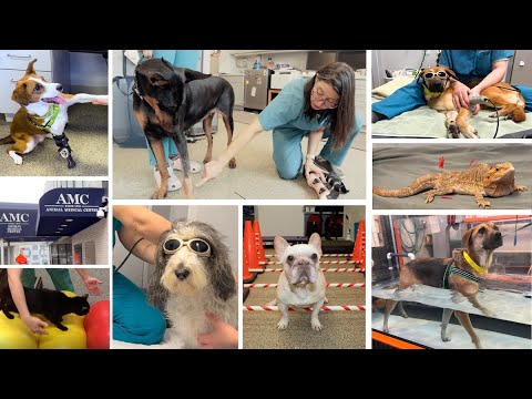 Video: Reabilitacinė medicina (Rehab) šunims su osteoartritu
