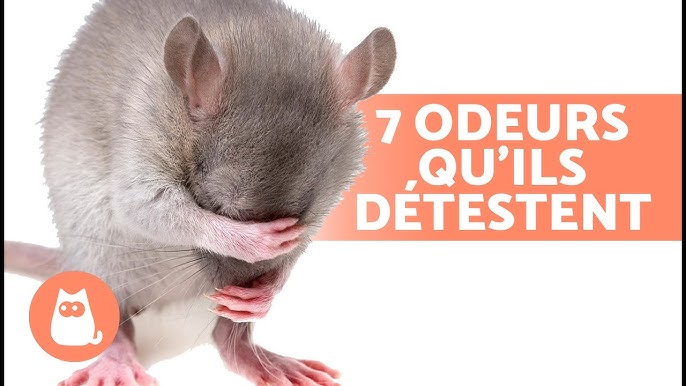 6 tutos DIY contre les mauvaises odeurs d'animaux - Marie Claire