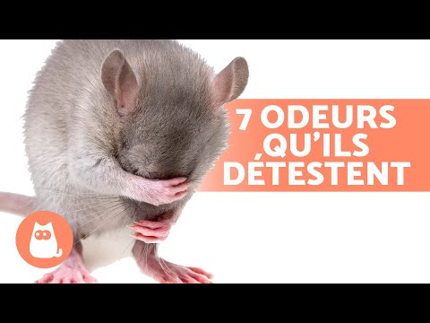 7 ODEURS que