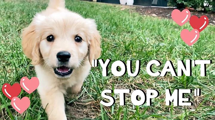 "You Can't Stop Me" - Original Song