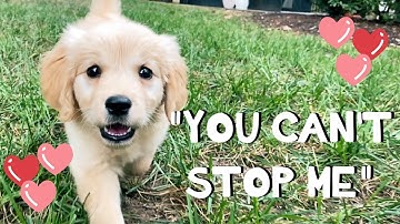 Download I Can T Stop Me Song Mp3 Free And Mp4 Download I Can T Stop Me Song Mp3 Free And Mp4