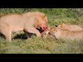 Lions stalk and catch Warthog then eat it ALIVE!!!