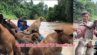 Dua hari memburu babi hutan di sungai Borneo  #part1 10 September 2023