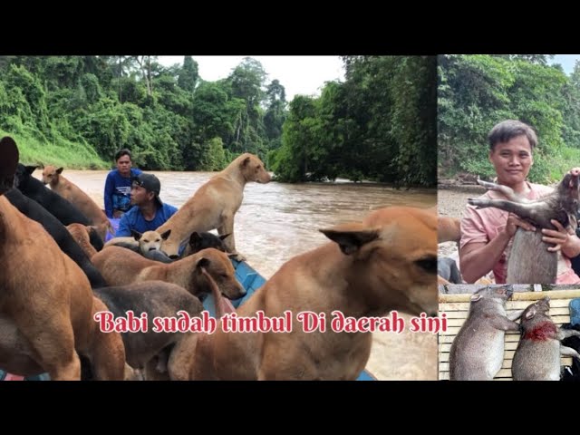 Dua hari memburu babi hutan di sungai Borneo  #part1 10 September 2023 class=