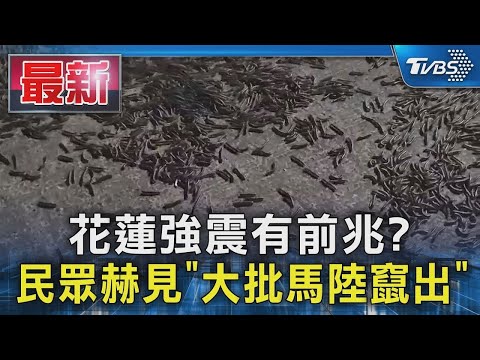 花蓮強震有前兆? 民眾赫見「大批馬陸竄出」｜TVBS新聞