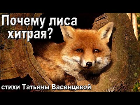 «Почему лиса хитрая?» - описание и особенности в природе.