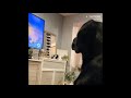 Sad doggy has emotional reaction to 'The Lion King' scene