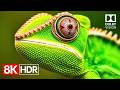Breathtaking 8K Video Ultra HD | 8K HDR 60fps Dolby Vision Mp3 Song