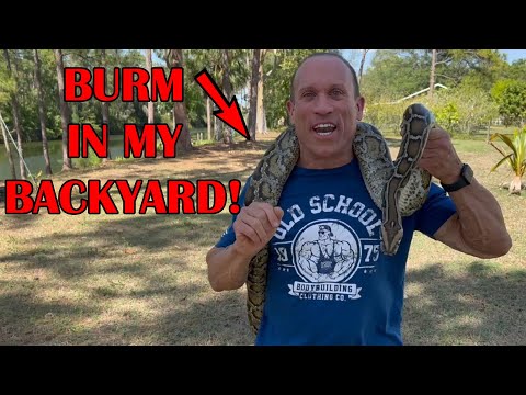 BURMESE PYTHON:  HUGE SNAKE; GENTLE GIANT!