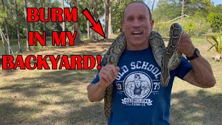 BURMESE PYTHON:  HUGE SNAKE; GENTLE GIANT! Wealth