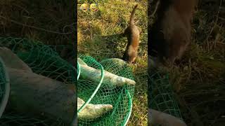 نمس يرغب بمشاركتي الصيد  #fishing #explore #shortsfeed