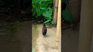 #birds 🪽🪽