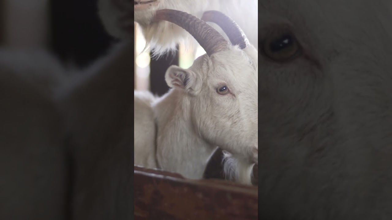 Ganar Dinero con Cabras  Ideas para Emprendedores