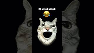 Que ay mi gatito é esse? 🤨 #naoflopa #vem200k