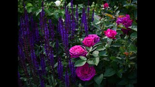 Любимые розы моего сада, часть 2