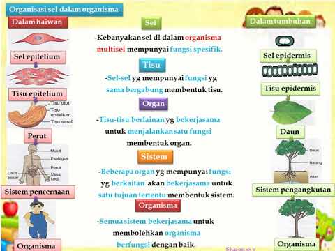 Sel tumbuhan tingkatan 1