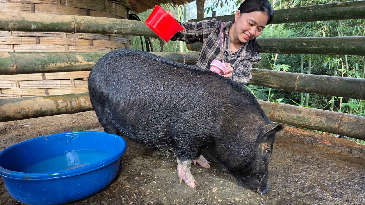 Tieu Ly bathes her pet pig, after winter has ended and spring has arrived.
