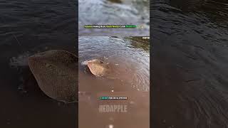 Amazon Fishing Hack: Giant Worms Catch Monsters 🎣🐛🔥