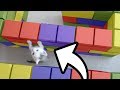 CONSTRUIMOS UN LABERINTO DE LEGO PARA LA BEBÉ GATITA *¿PODRÁ PASARLO?*